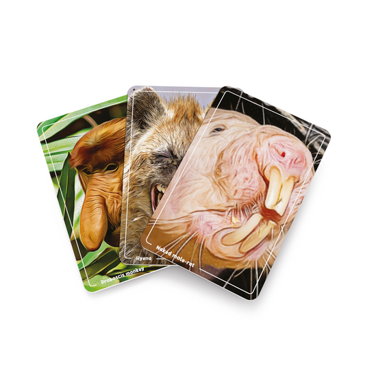 Three playing cards featuring animal illustrations on a white background