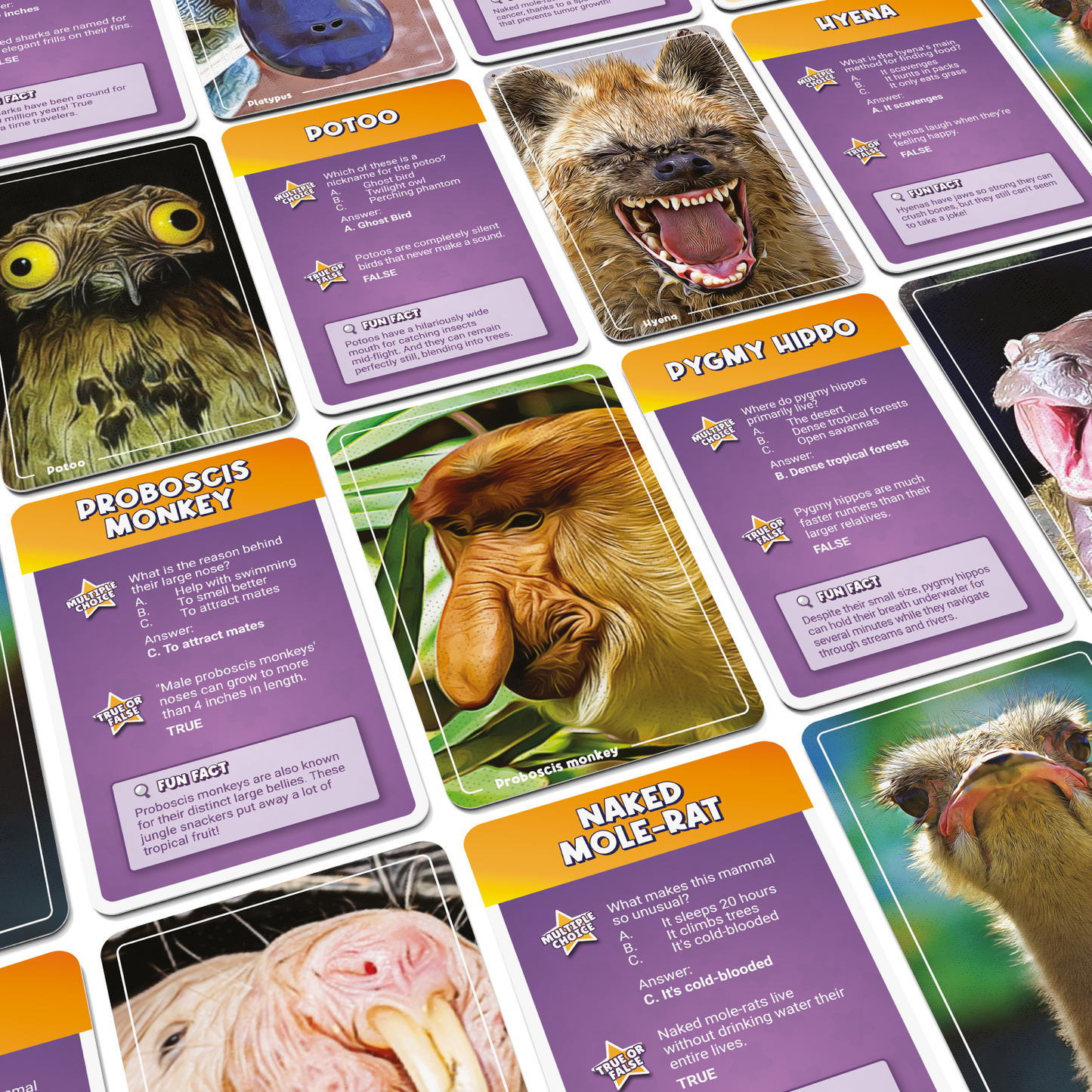 Collection of animal fact cards with various animals on a colorful background