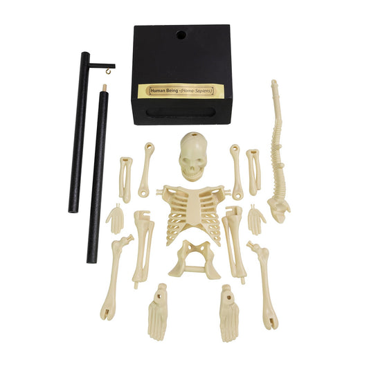 Funtime Anatomical skeleton model - Gizmo Gifts