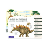 Eco 3D puzzle-  Anatomy plan of Stegosaurus by MierEdu