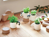 Mini pot growing kit- Panda (Apple Mint)