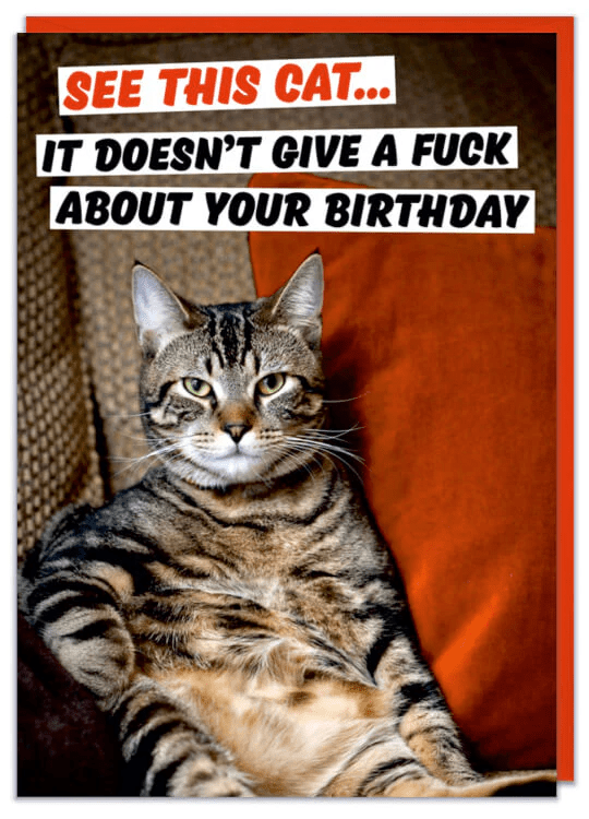 Greeting cards - See this cat - Gizmo Gifts