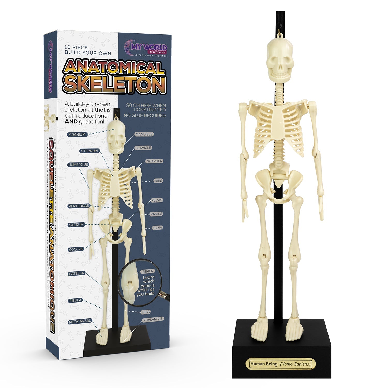 Funtime Anatomical skeleton model - Gizmo Gifts
